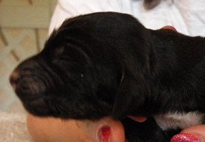 Blk&TanBrindleBoyH42213.jpg - 12.61 K