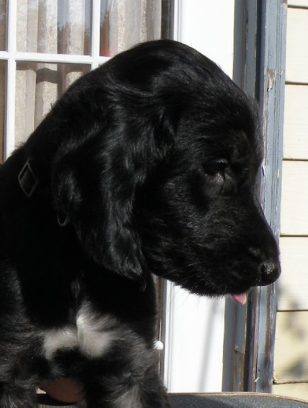 Blk&TanBrindleBoyH6wks.jpg - 44.48 K
