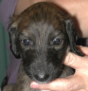 BlkMskRedBrindleBoy2Head5wks.jpg - 37.95 K