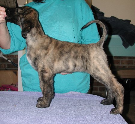 BlkMskRedBrindleGirl8wks.jpg - 52.11 K