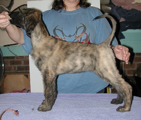 BlkMskRedBrindleGirl9wks.jpg - 46.35 K