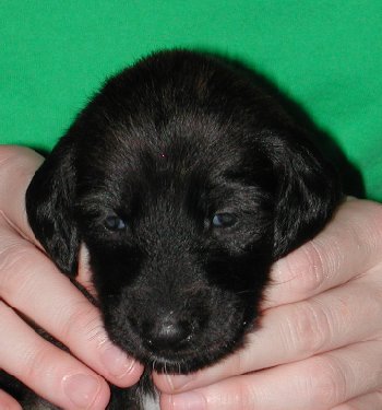BlkMskRedBrindleGirlHead3wks.jpg - 29.13 K