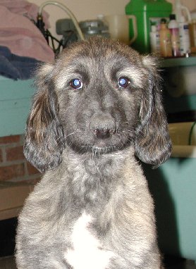 BlkMskRedBrindleGirlHead9wks.jpg - 32.63 K