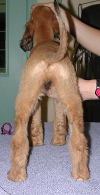BlkMskRedGirlRear9wks.jpg - 22.53 K