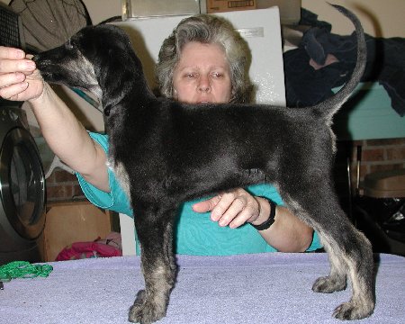 BlknSilverBrindleGirl8wks.jpg - 47.67 K