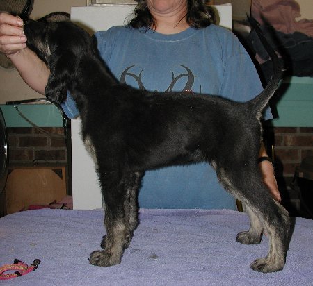 BlknSilverBrindleGirl9wks.jpg - 43.33 K
