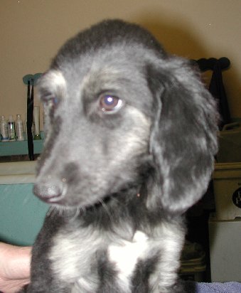BlknSilverBrindleGirlHead9wks.jpg - 25.61 K