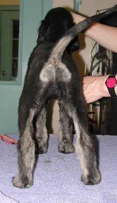 BlknSilverBrindleGirlRear9wks.jpg - 30.35 K