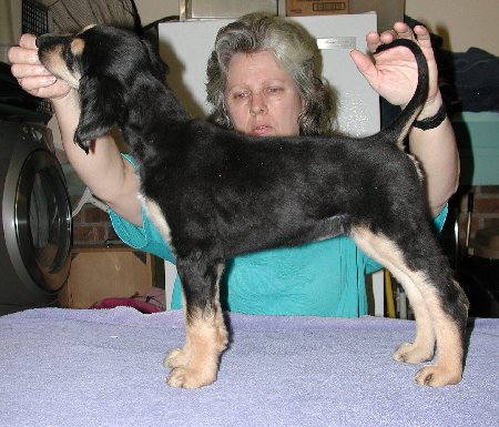 BlknSilverGirl8wks.jpg - 51.89 K