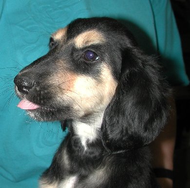 BlknSilverGirlHead8wks.jpg - 36.73 K