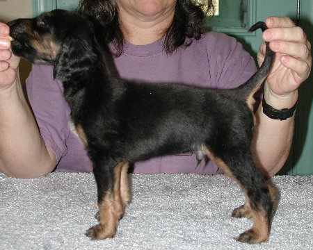 BlknTanBoy25wks.jpg - 46.53 K