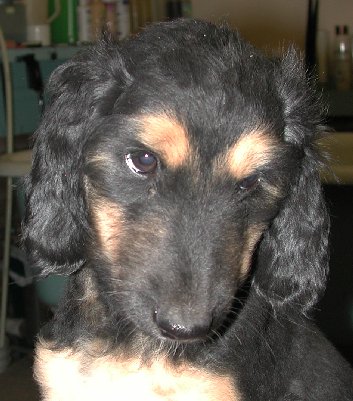 BlknTanBoy2Head9wks.jpg - 40.21 K