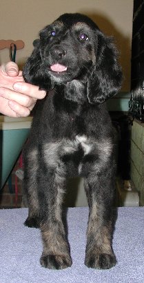 BlknTanBrindleBoy2Front8wks.jpg - 27.44 K