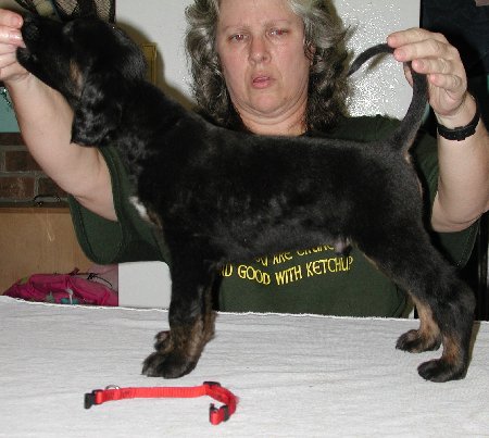 BlknTanBrindleBoy6wks.jpg - 43.11 K