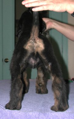BlknTanBrindleBoyRear8wks.jpg - 19.76 K