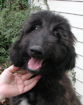 BonnieH15wks.jpg - 36.01 K