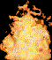Fire_burns.gif - 11.83 K