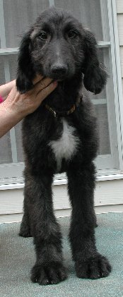 JerryLeeF12wks.jpg - 20.14 K