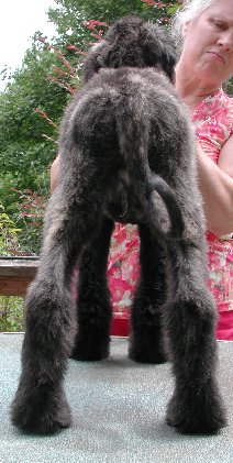 JerryLeeR12wks.jpg - 34.03 K