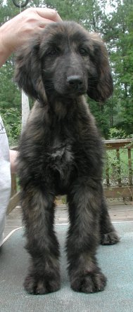Zoe Front