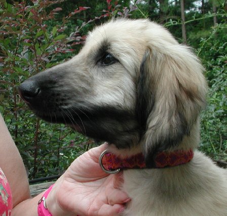 ReginaH12wks.jpg - 52.72 K
