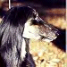 Candy's Page